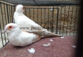 Red Pied Dove Wash Bloodline