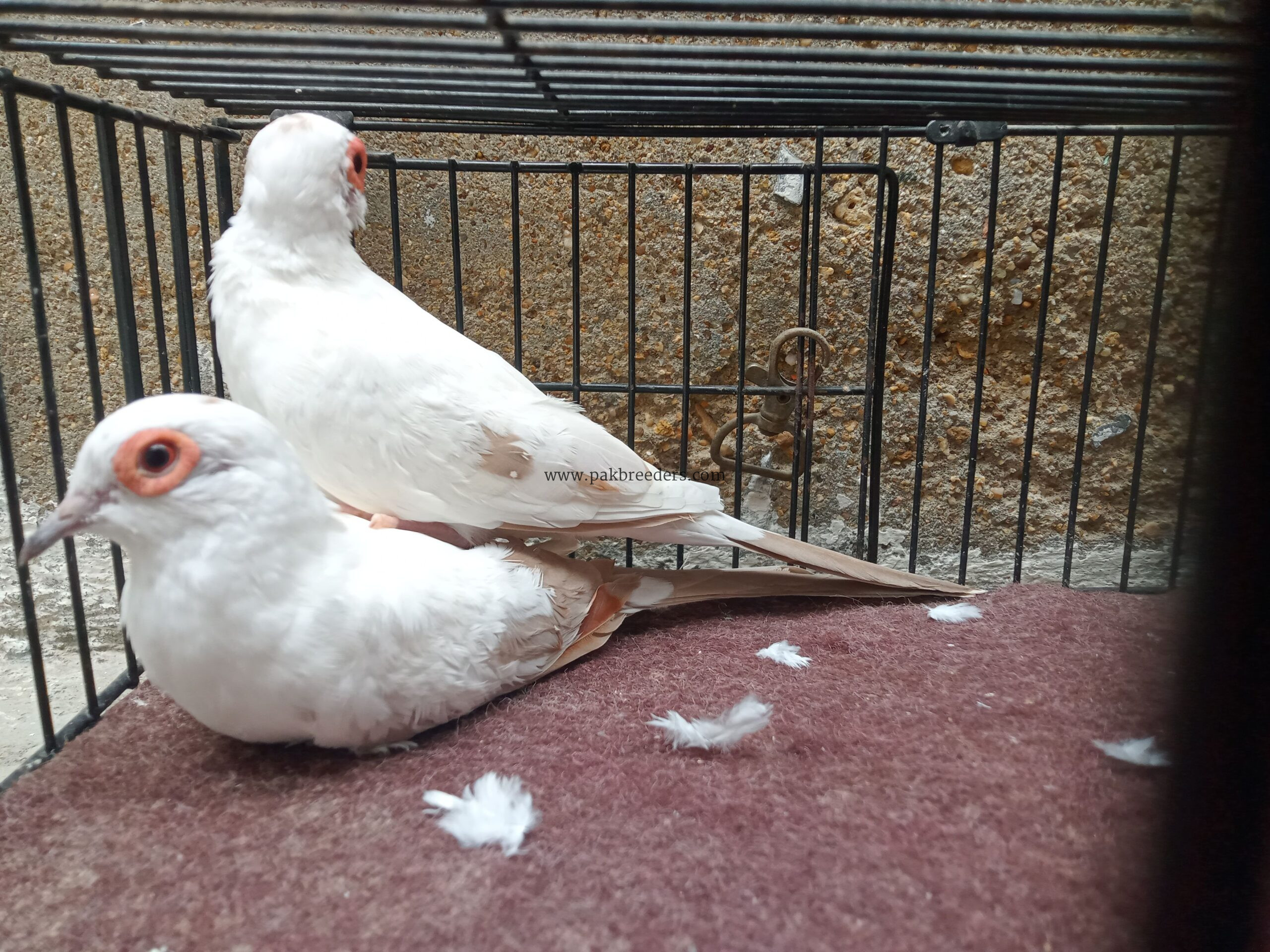 Red Pied Dove Wash Bloodline