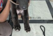 Labrador dog male
