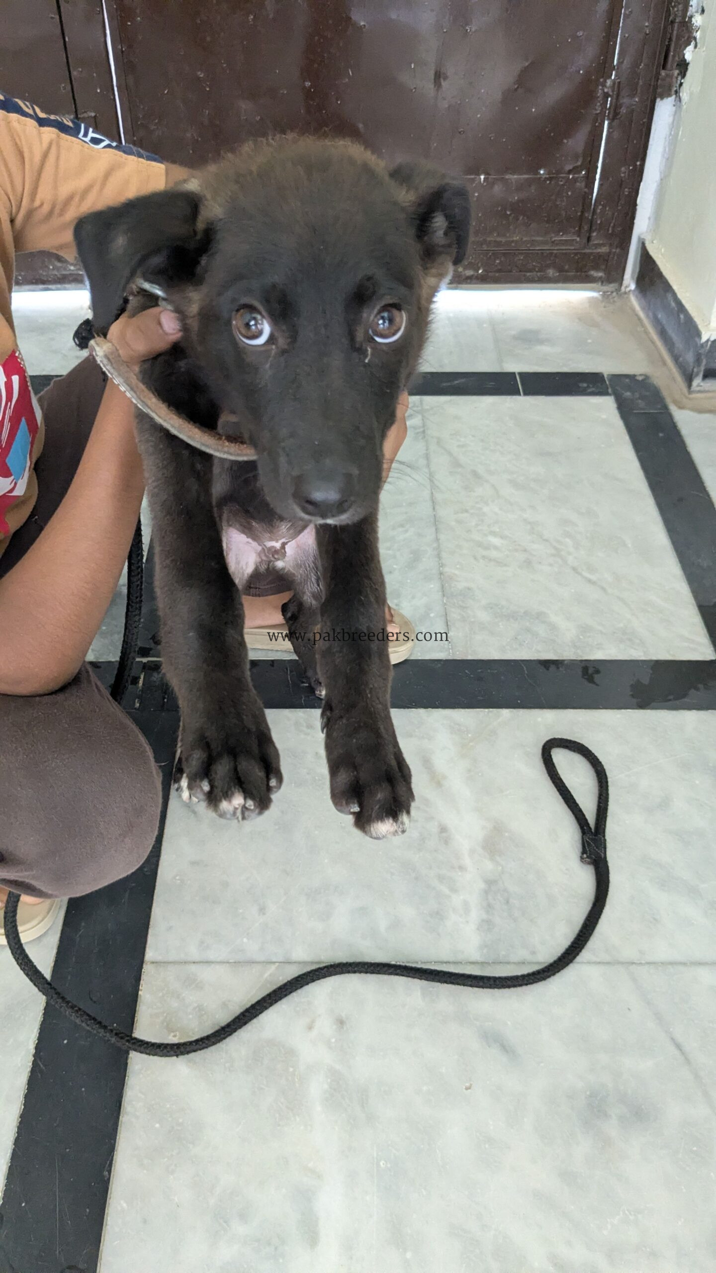 Labrador dog male