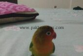 Lovebird pair green ,white