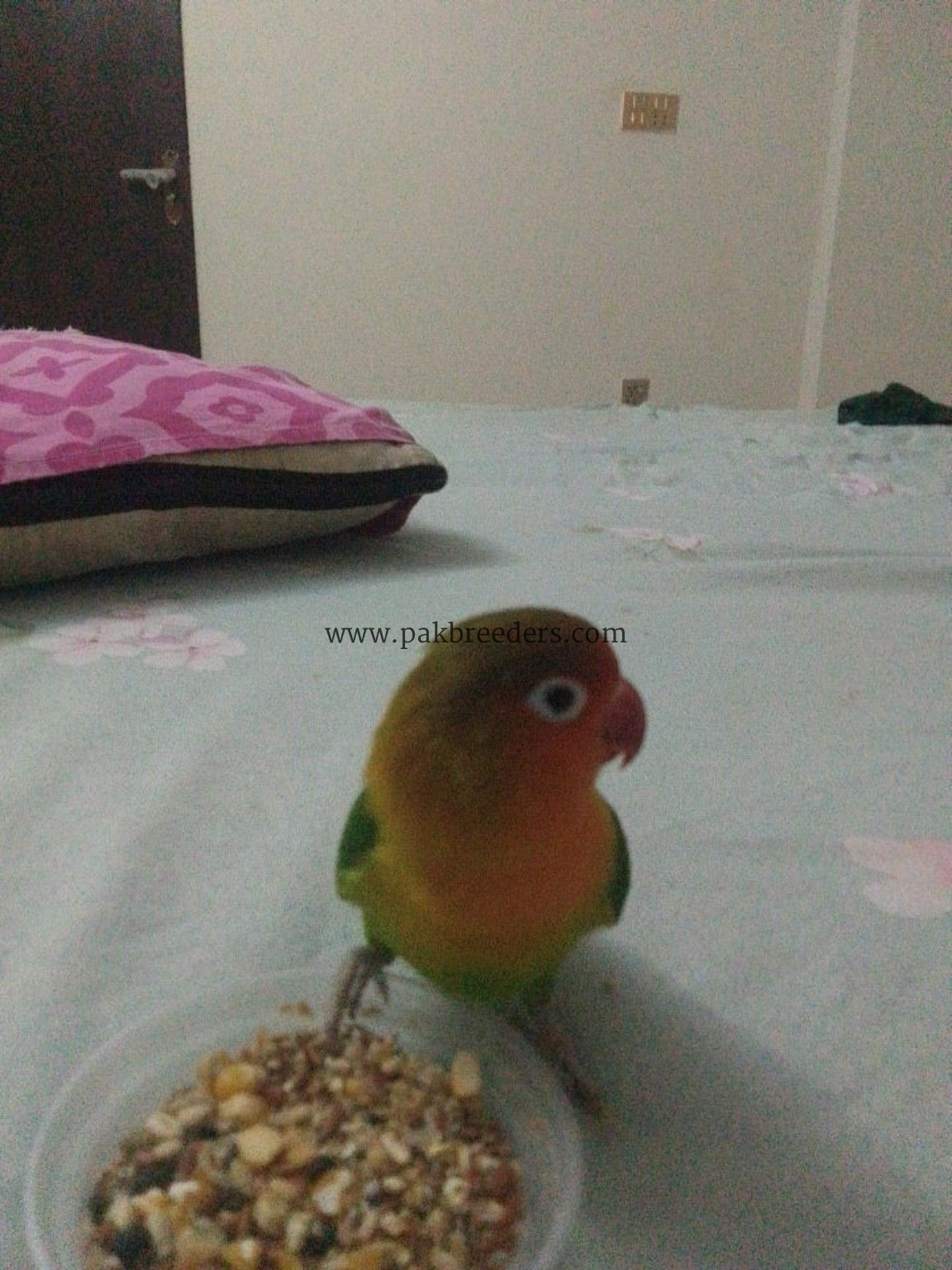 Lovebird pair green ,white