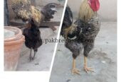 Ghar ka pla desi pair hai exchange possible hai
