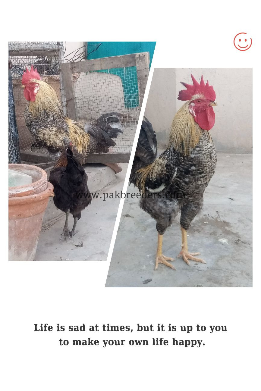 Ghar ka pla desi pair hai exchange possible hai