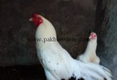 Aseel Heera pair for sale