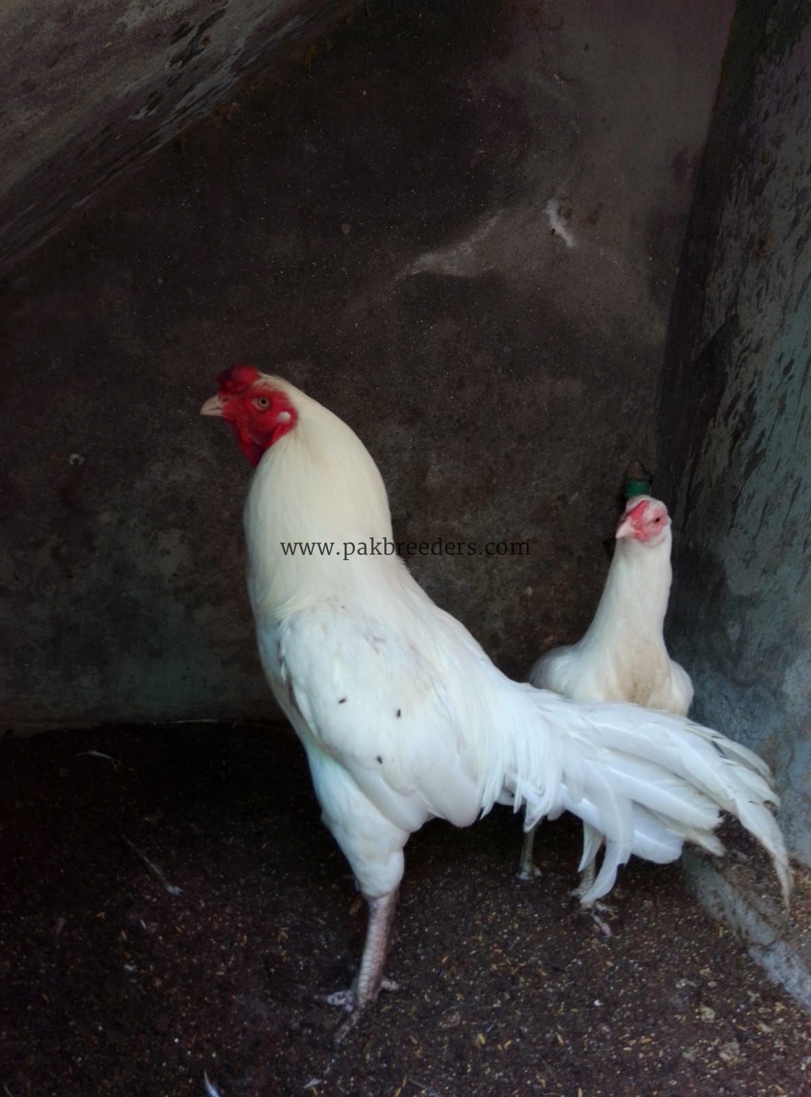 Aseel Heera pair for sale