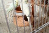 Parrots hai first breeder