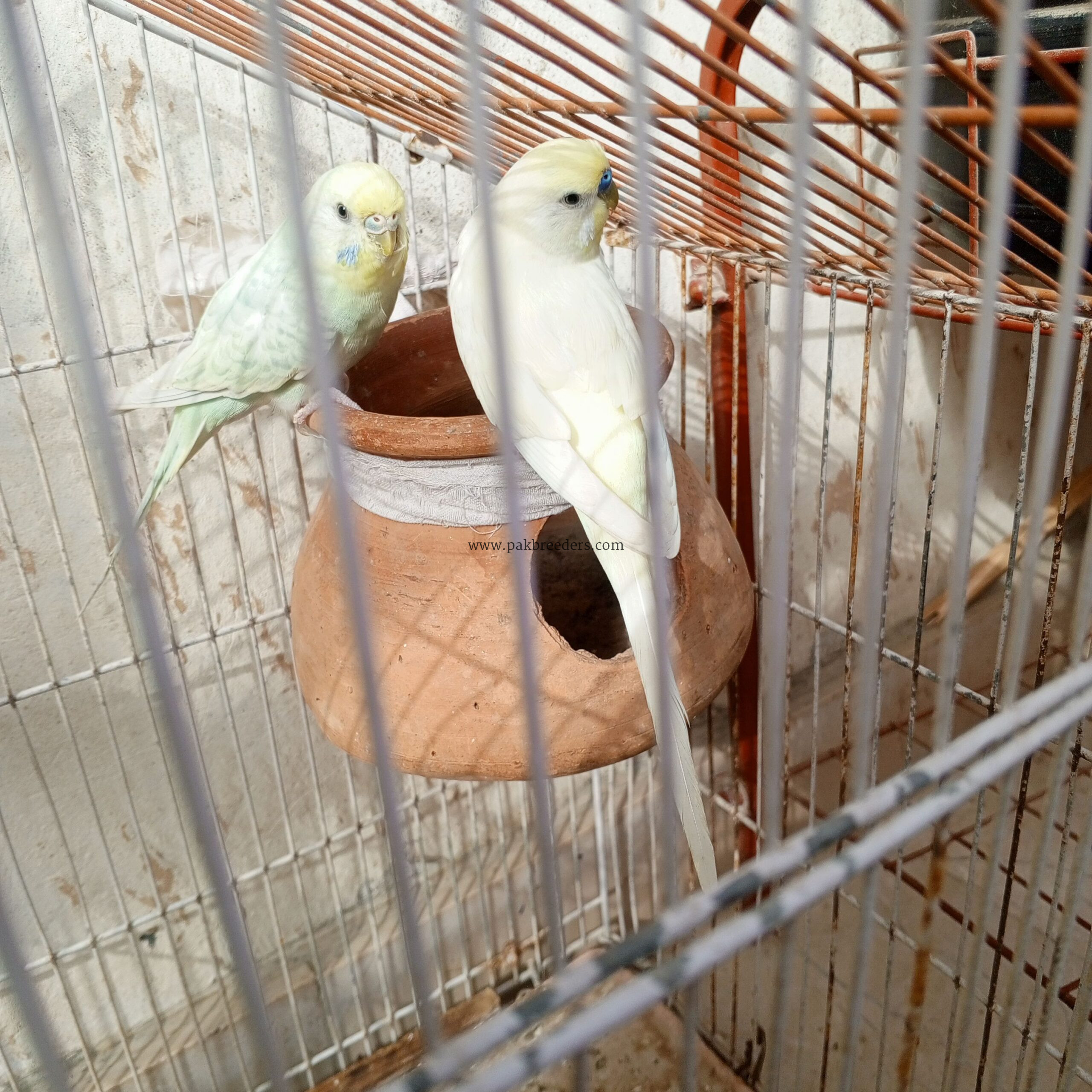 Parrots hai first breeder