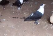 Five karbalai chicks for sale