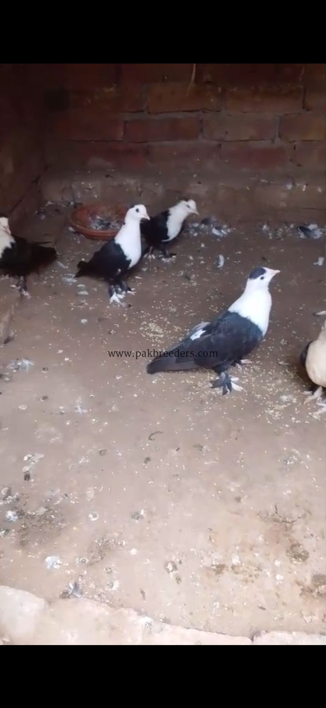 Five karbalai chicks for sale