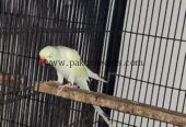 Cremio ring neck breder male