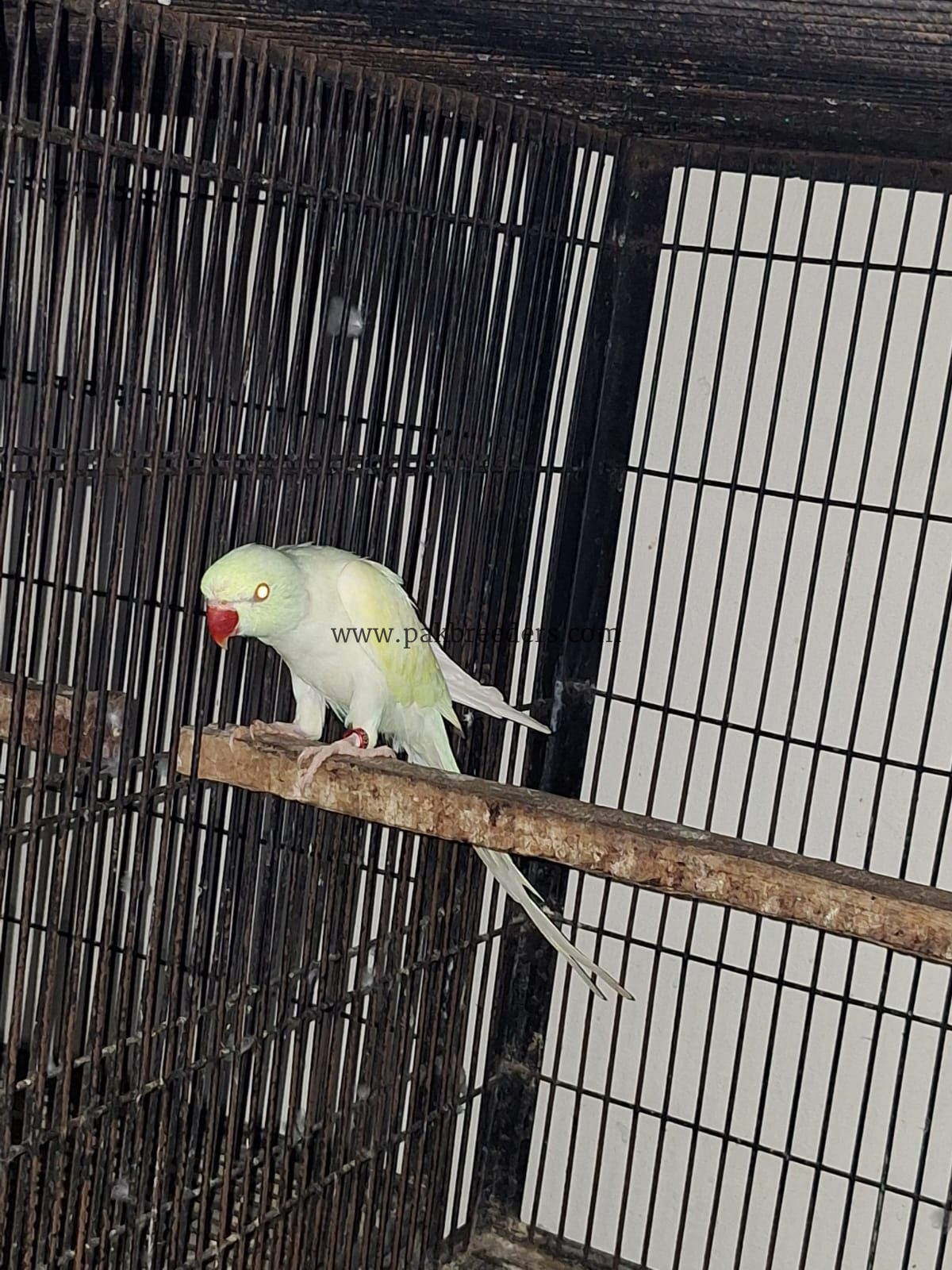 Cremio ring neck breder male