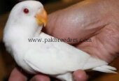 3 Color Available For Hand Tame Love Bird