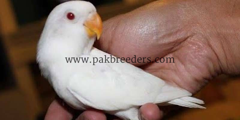 3 Color Available For Hand Tame Love Bird