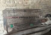 locations pabbi nowshehra