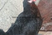 Desi hen active for sale