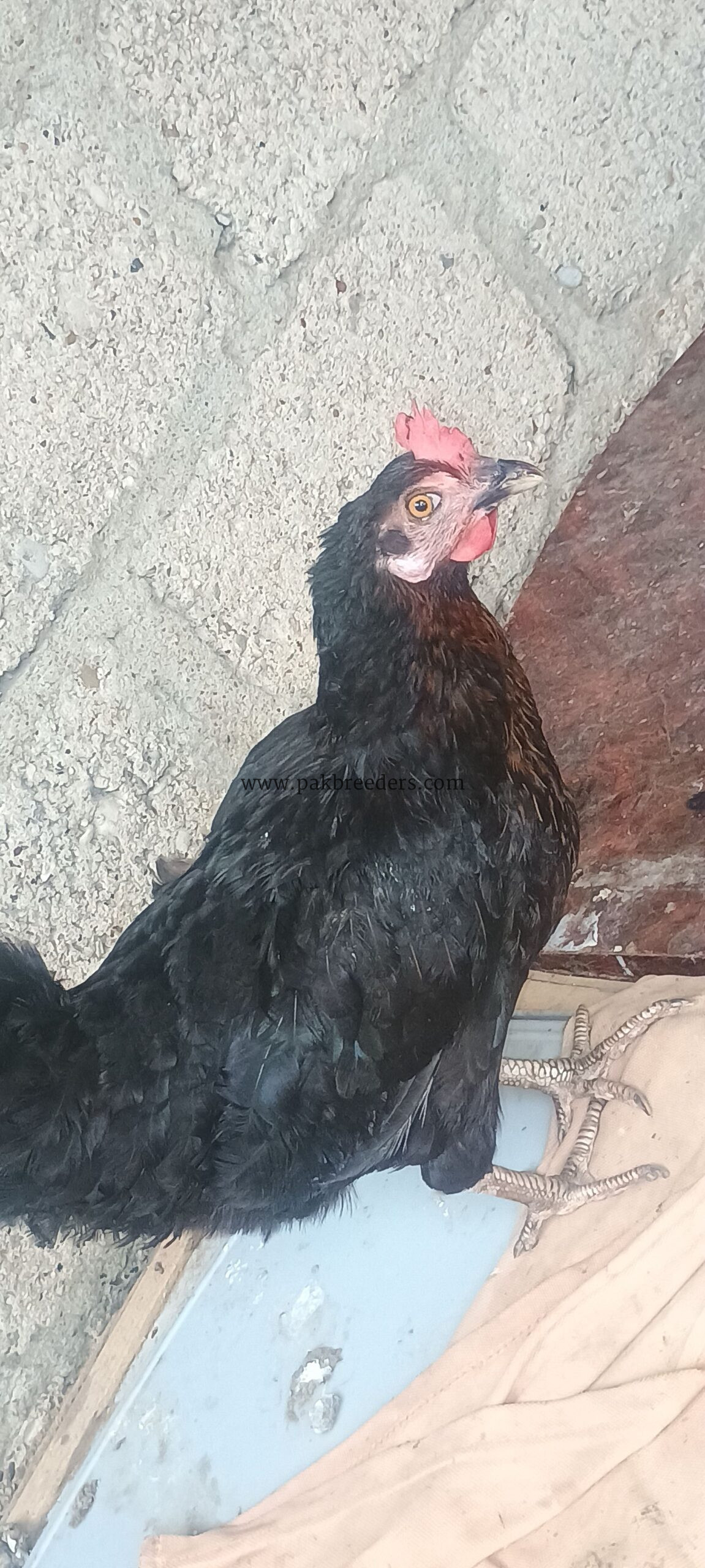 Desi hen active for sale