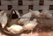 15 male hens for sale ha