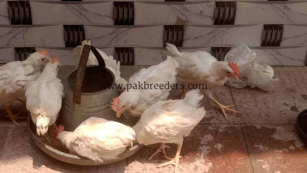15 male hens for sale ha