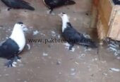 Five karbalai chicks for sale