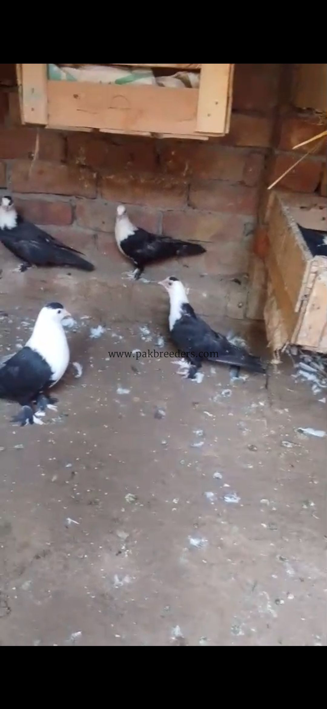 Five karbalai chicks for sale