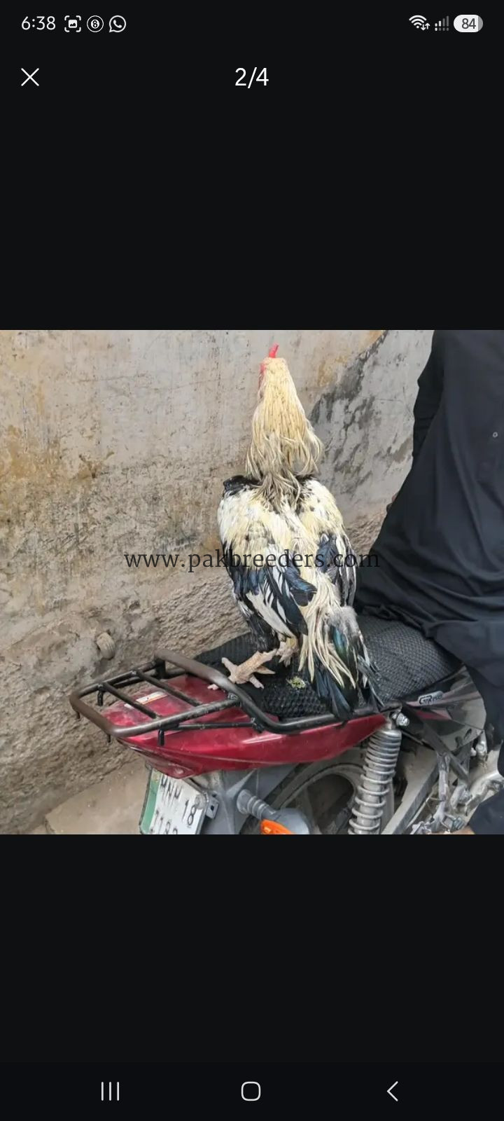 Aseel jawa Male and female