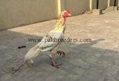 Heera aseel murga hai
