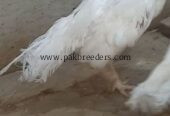 Aseel phulya pair for sale