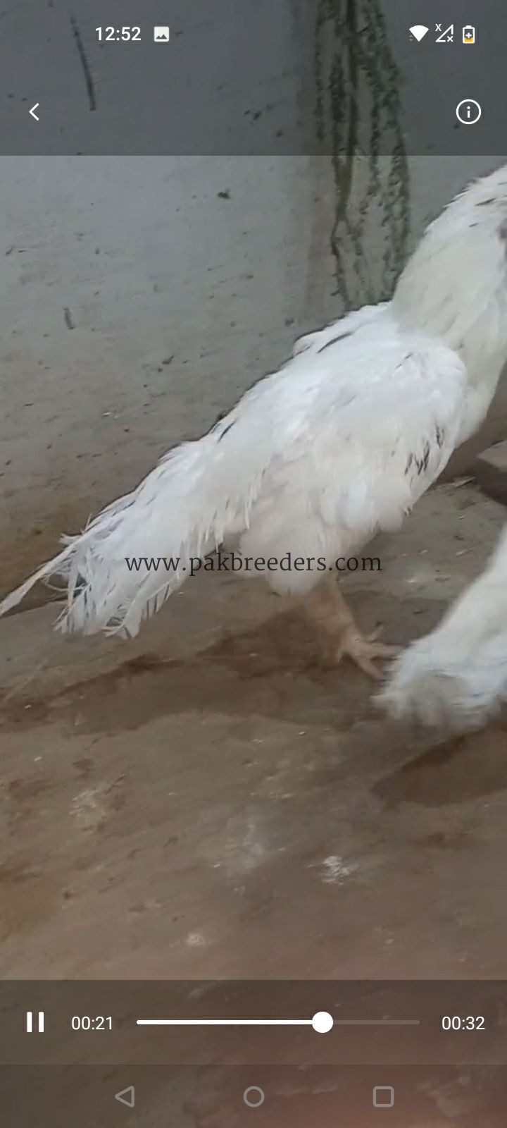 Aseel phulya pair for sale
