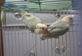 Aqua b2 opline pale fallow pair