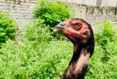 For sale black shamo