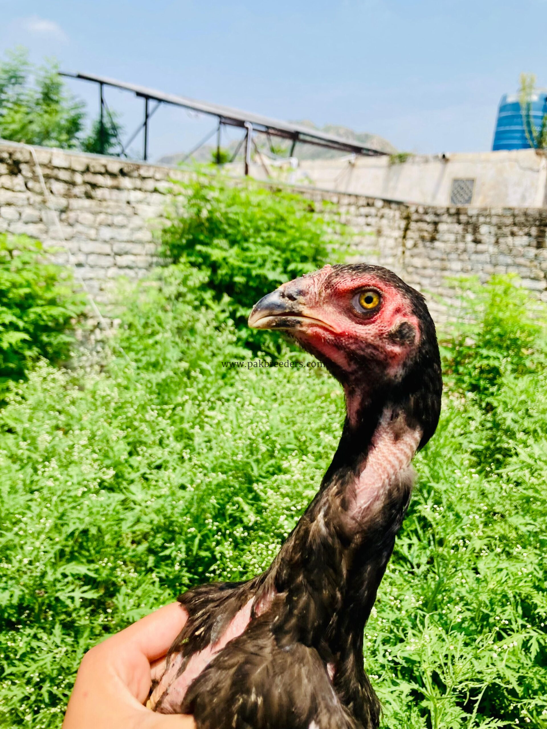 For sale black shamo