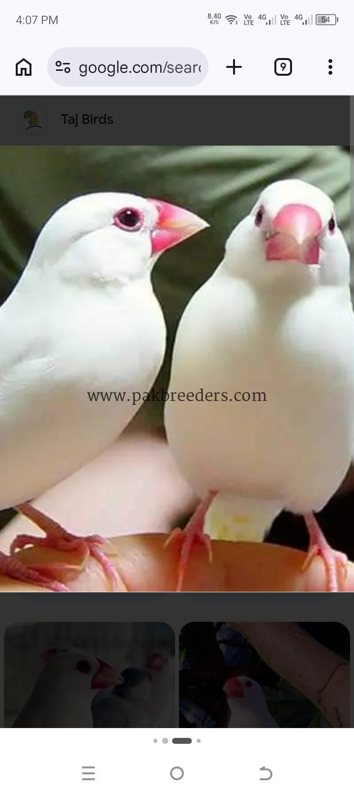 Java sparrow breeder colony