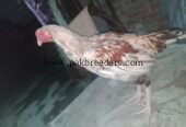 Aseel breed roster .