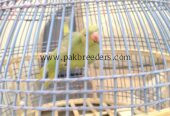 Ringneck parrot breeder (female)
