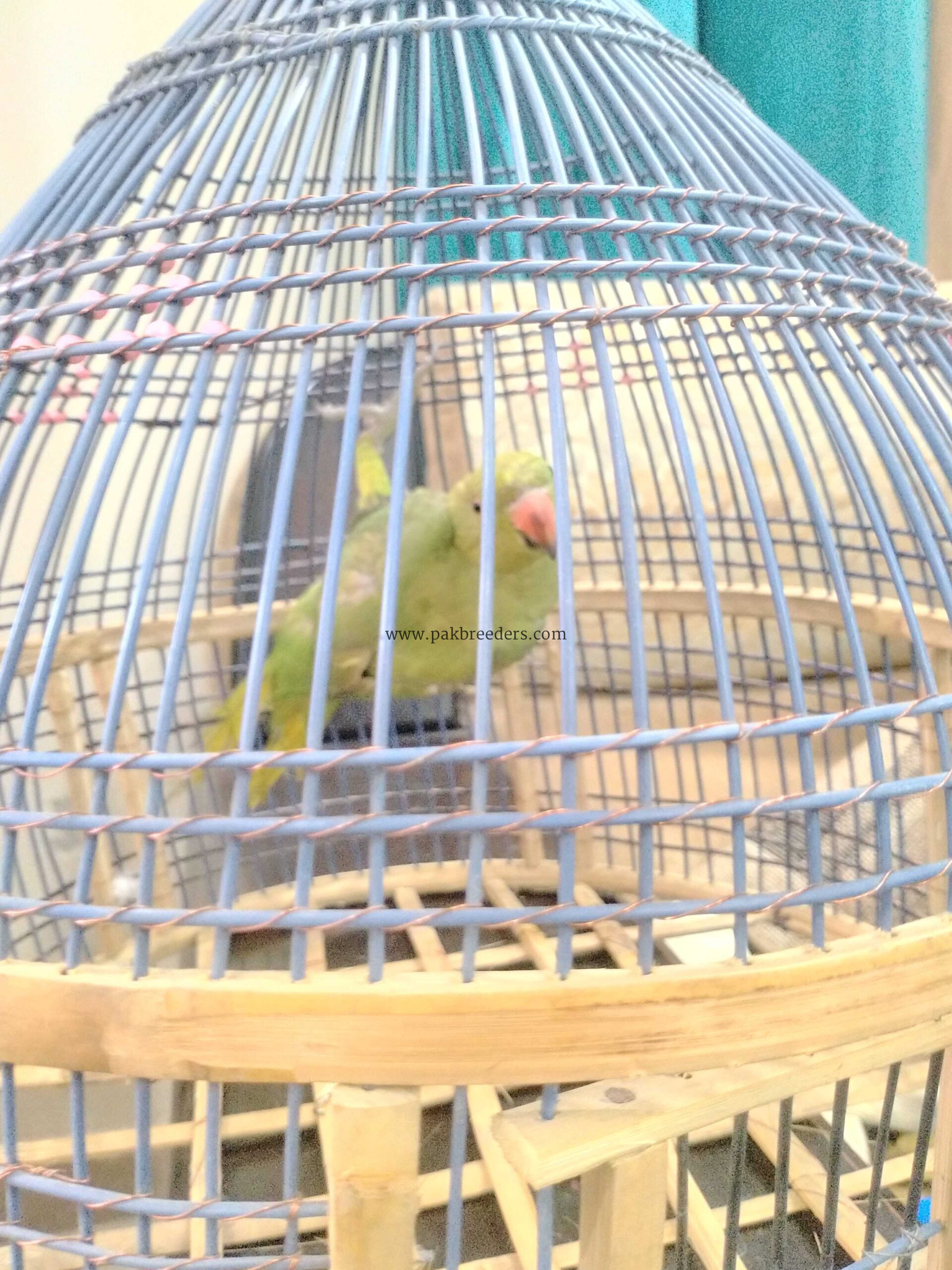 Ringneck parrot breeder (female)