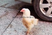Aseel Heera pair for sale