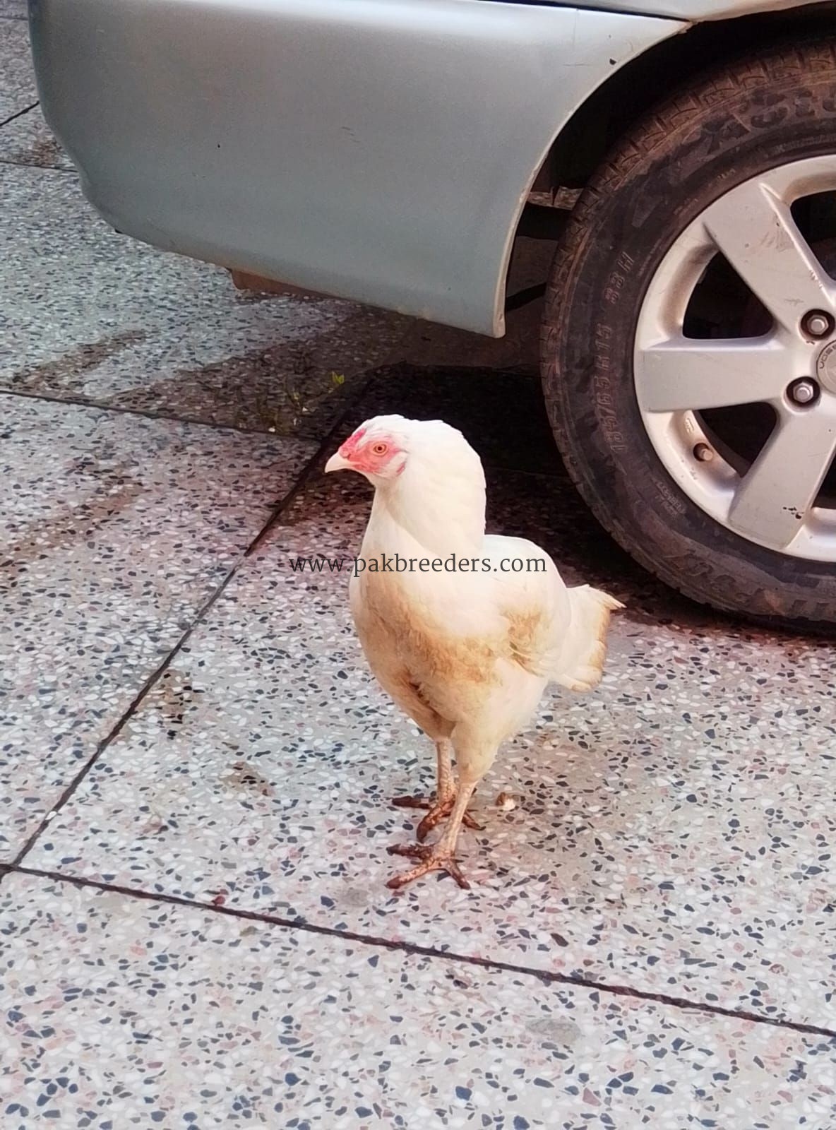 Aseel Heera pair for sale