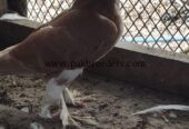 Shirazi pegions full breeder pair