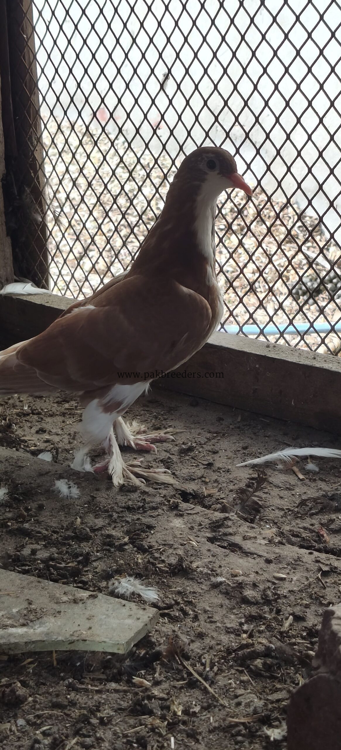 Shirazi pegions full breeder pair