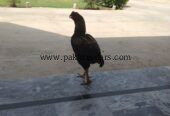 Aseel mianwali cross contact 03346303838