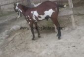 NAGRa bital for sale