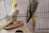 Beautiful breeder cocktail parrots pair