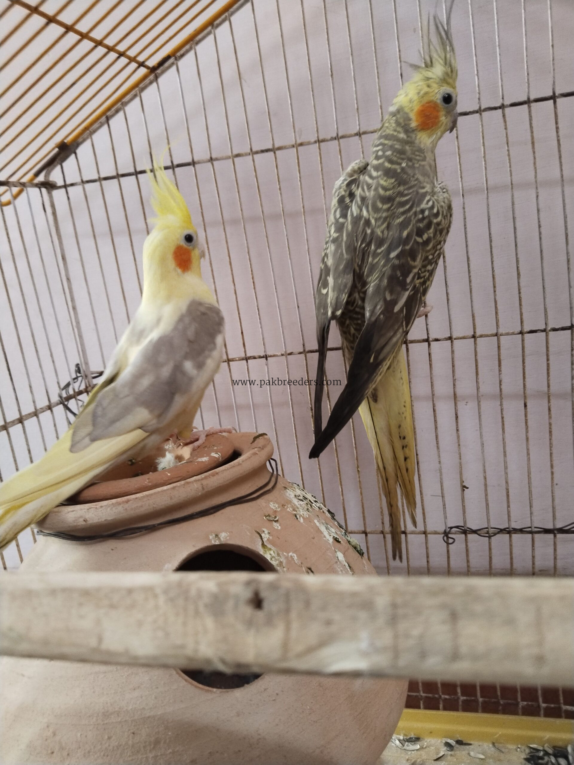 Beautiful breeder cocktail parrots pair