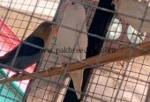Love bird breeder pairs