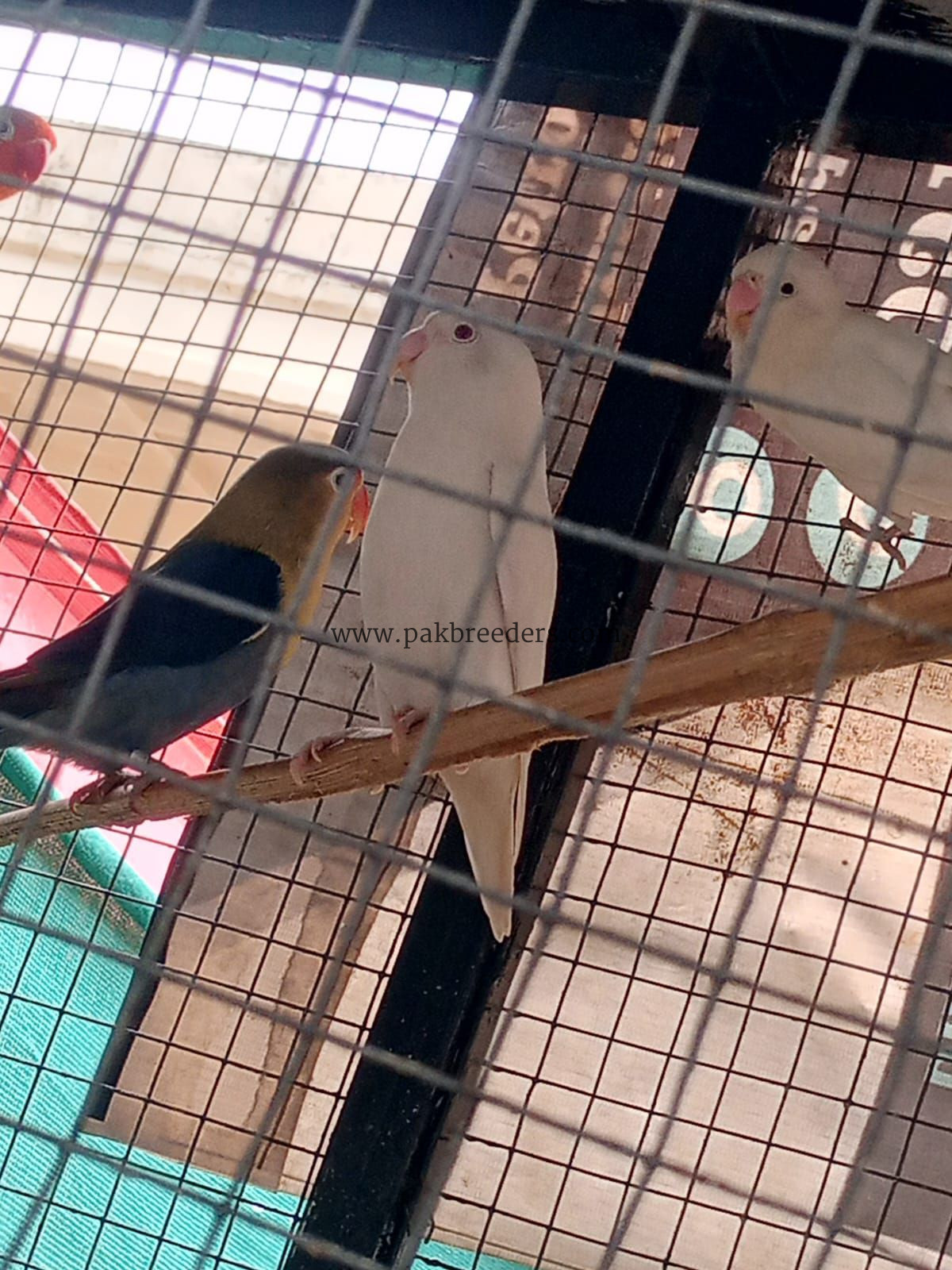 Love bird breeder pairs