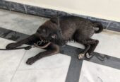 Labrador dog male