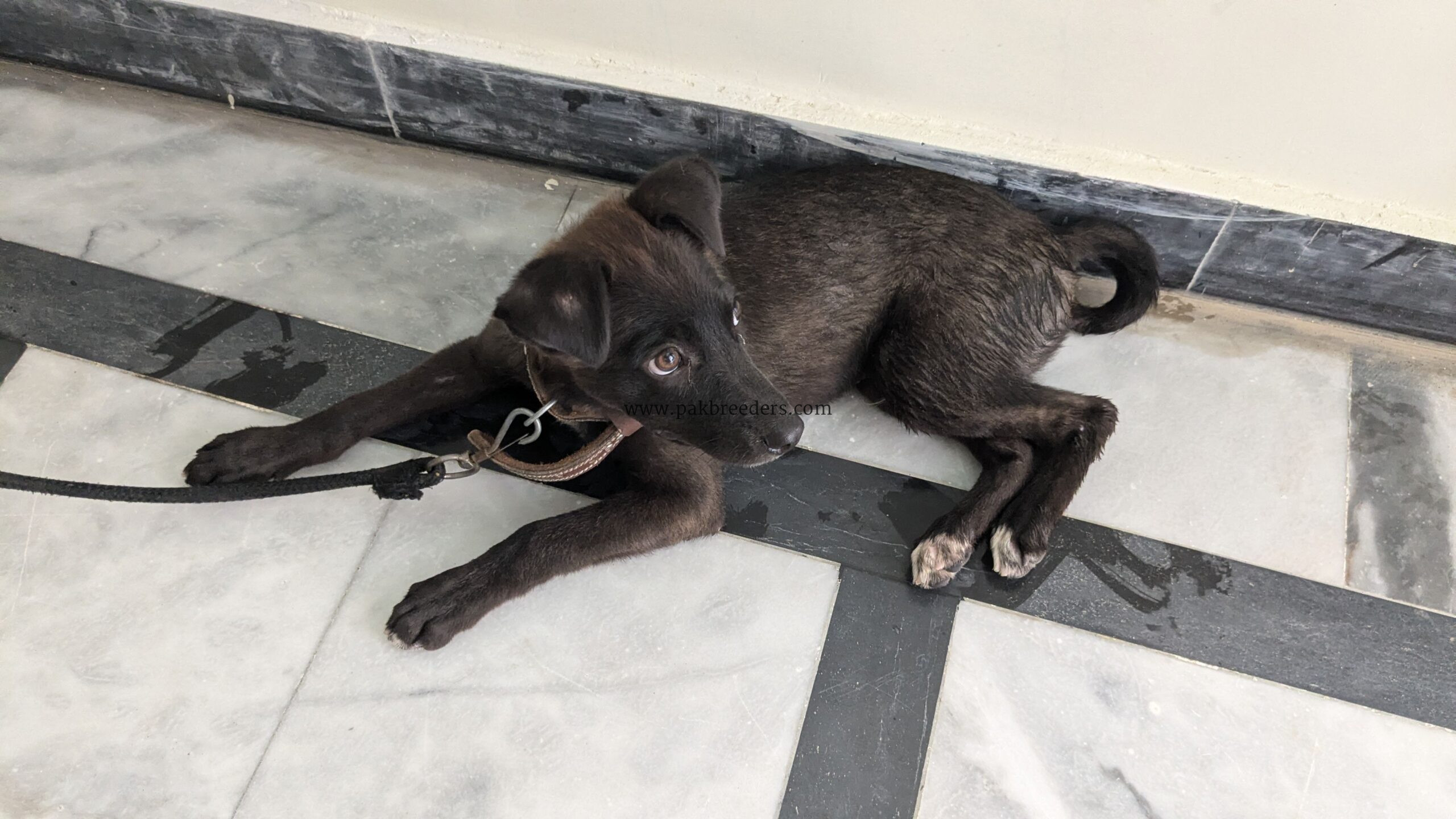 Labrador dog male