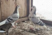 Shirazi pegions full breeder pair