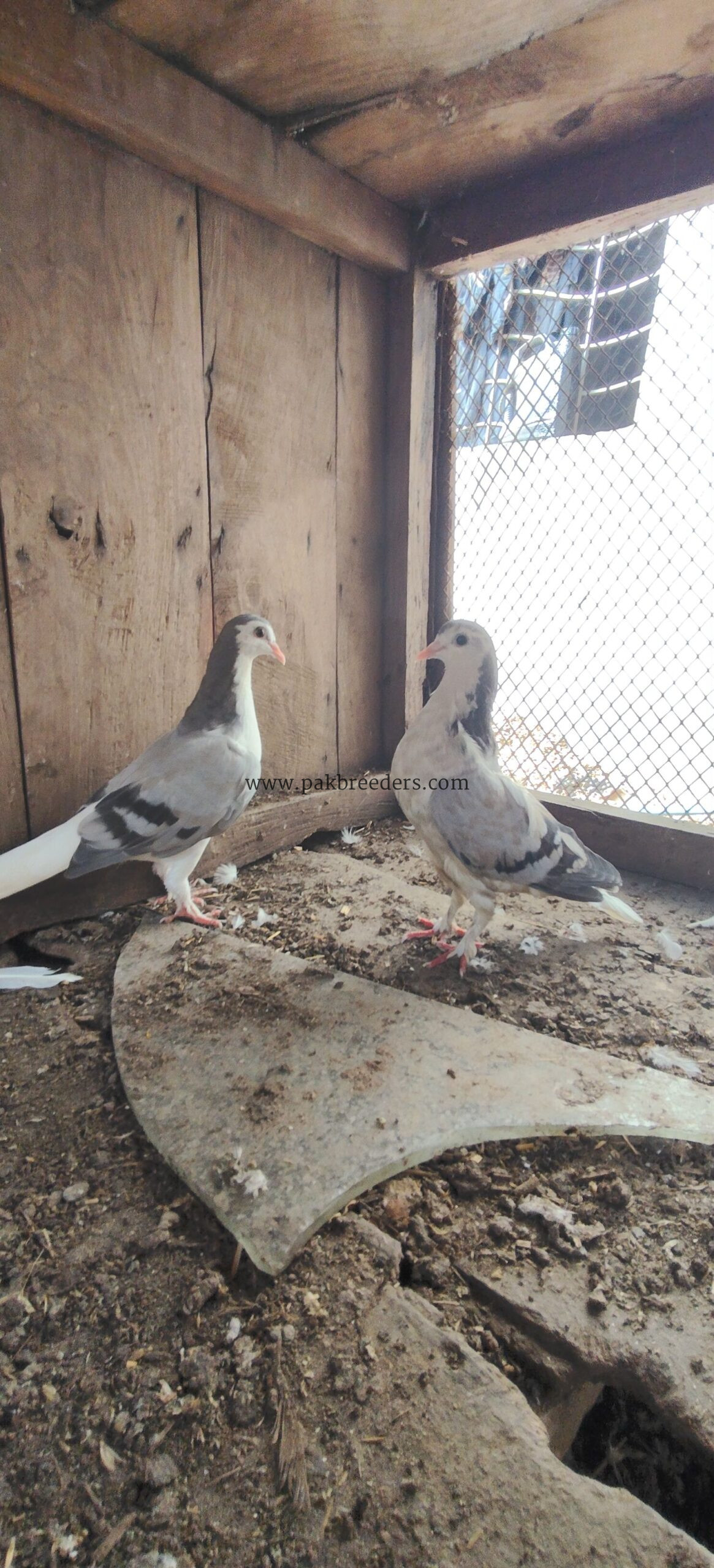 Shirazi pegions full breeder pair